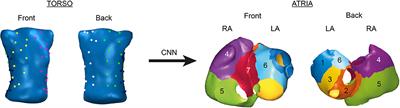 Non-invasive Estimation of Atrial Fibrillation Driver Position With Convolutional Neural Networks and Body Surface Potentials